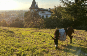 Asino su una collina a Fagagna